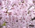 Sakura20080329e.jpeg