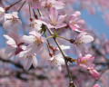 Sakura2009-Chogo.jpeg
