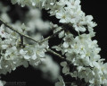 Sakura2009-Odawara2.jpeg