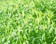 weeds.jpg